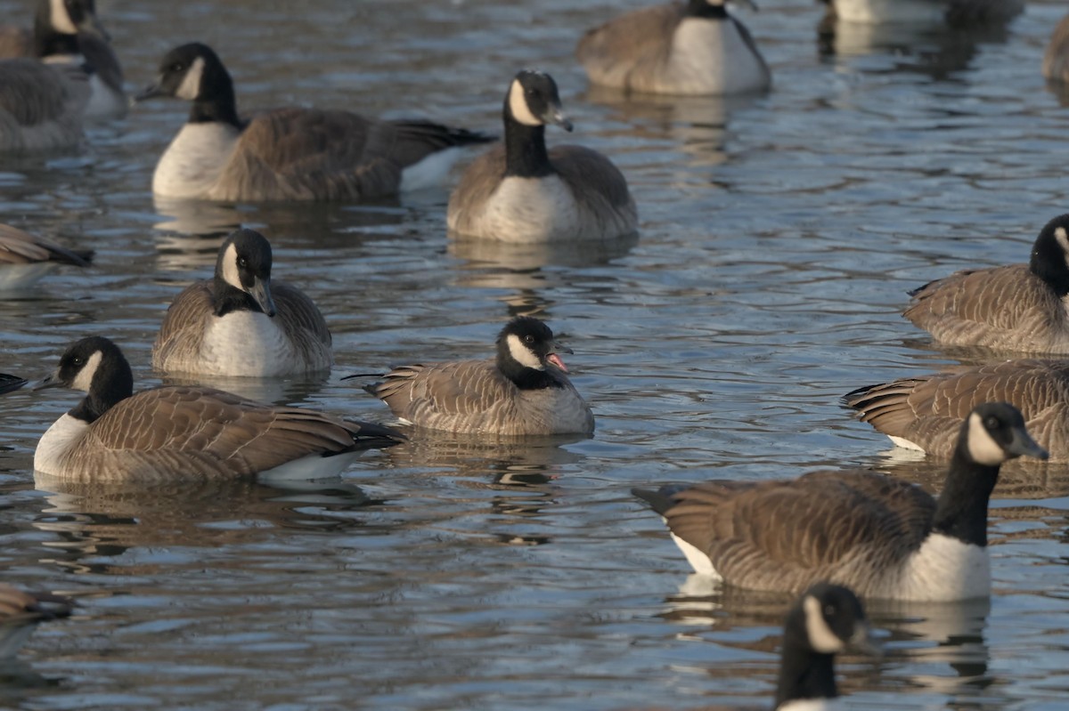 Cackling Goose - ML646541585