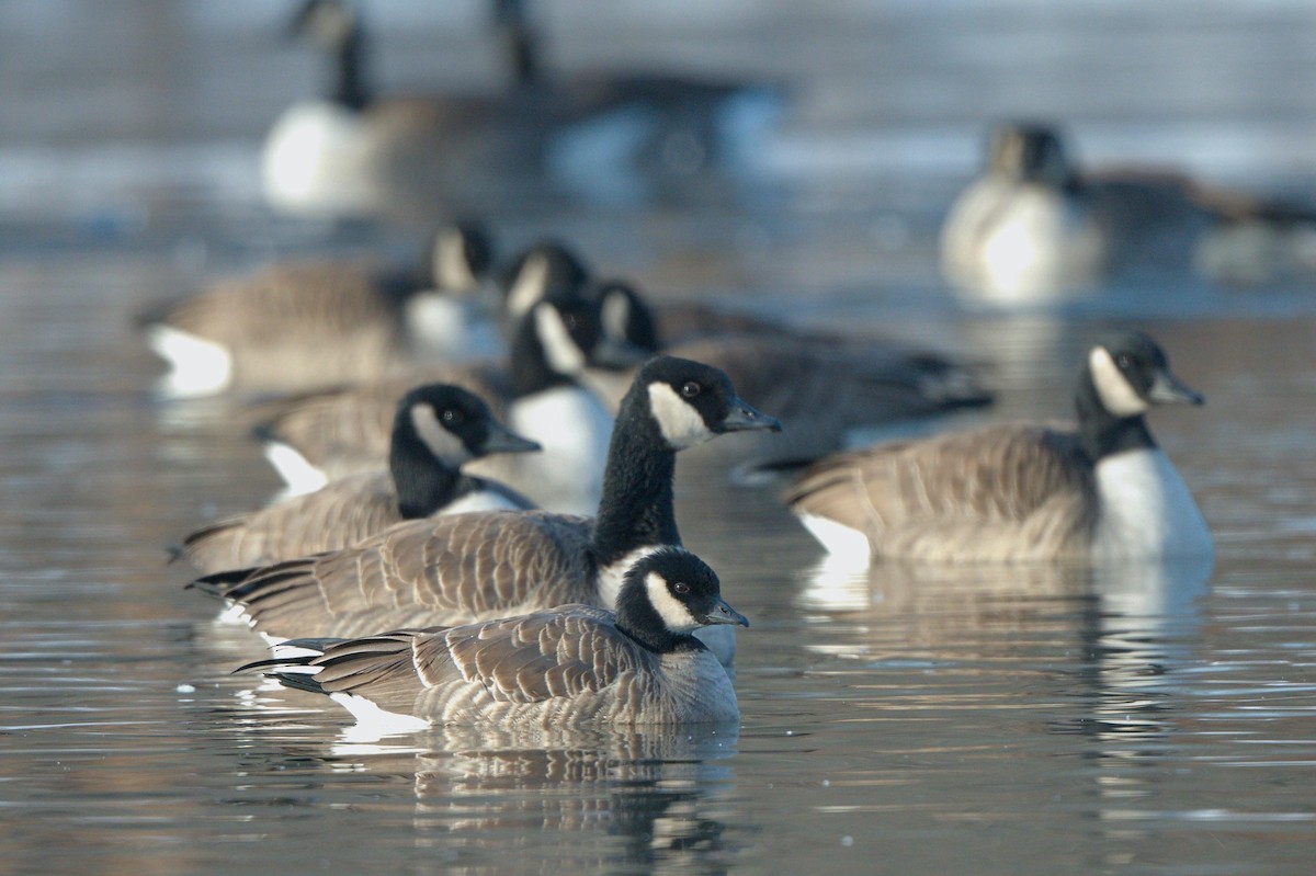 Cackling Goose - ML646541587