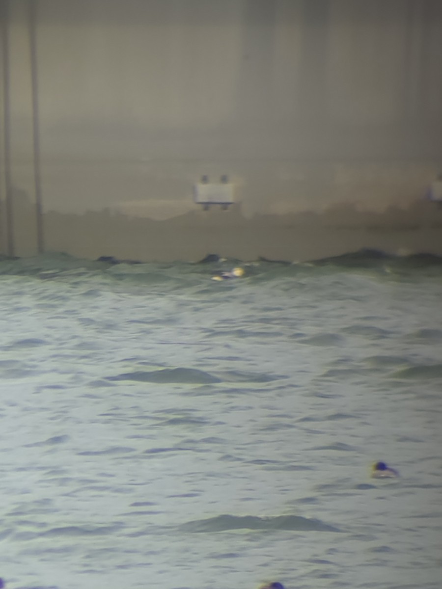 Long-tailed Duck - ML646541588