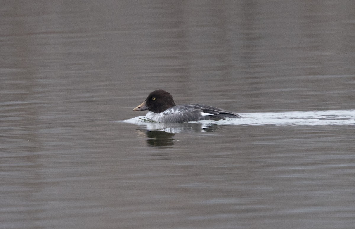 Common Goldeneye - ML646541589