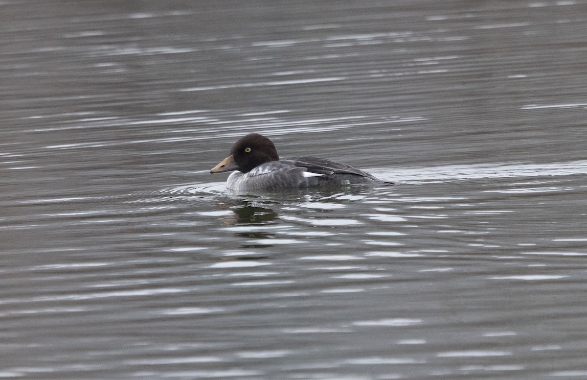 Common Goldeneye - ML646541590