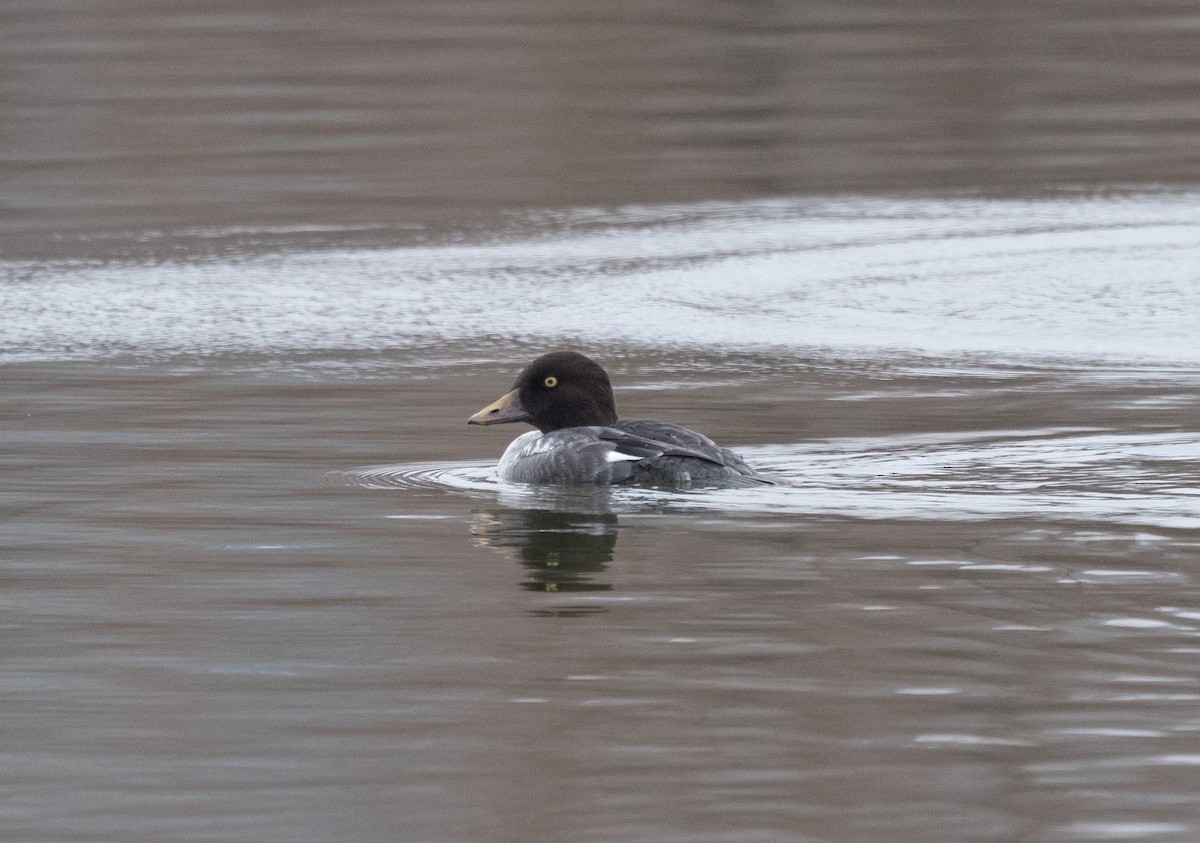 Common Goldeneye - ML646541591