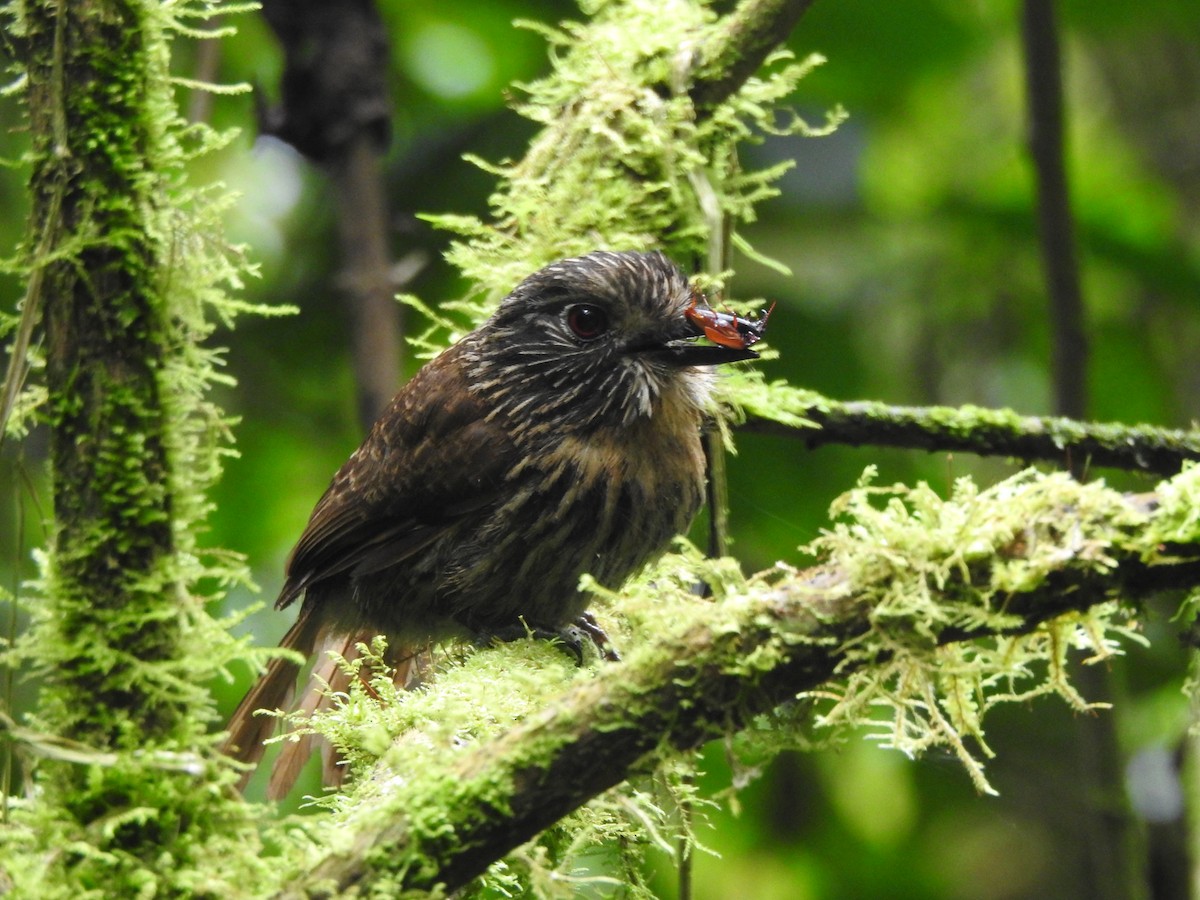 Black-streaked Puffbird - ML646541592
