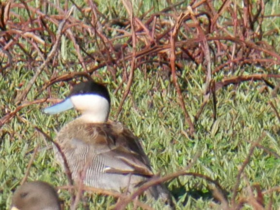 Puna Teal - ML646541593