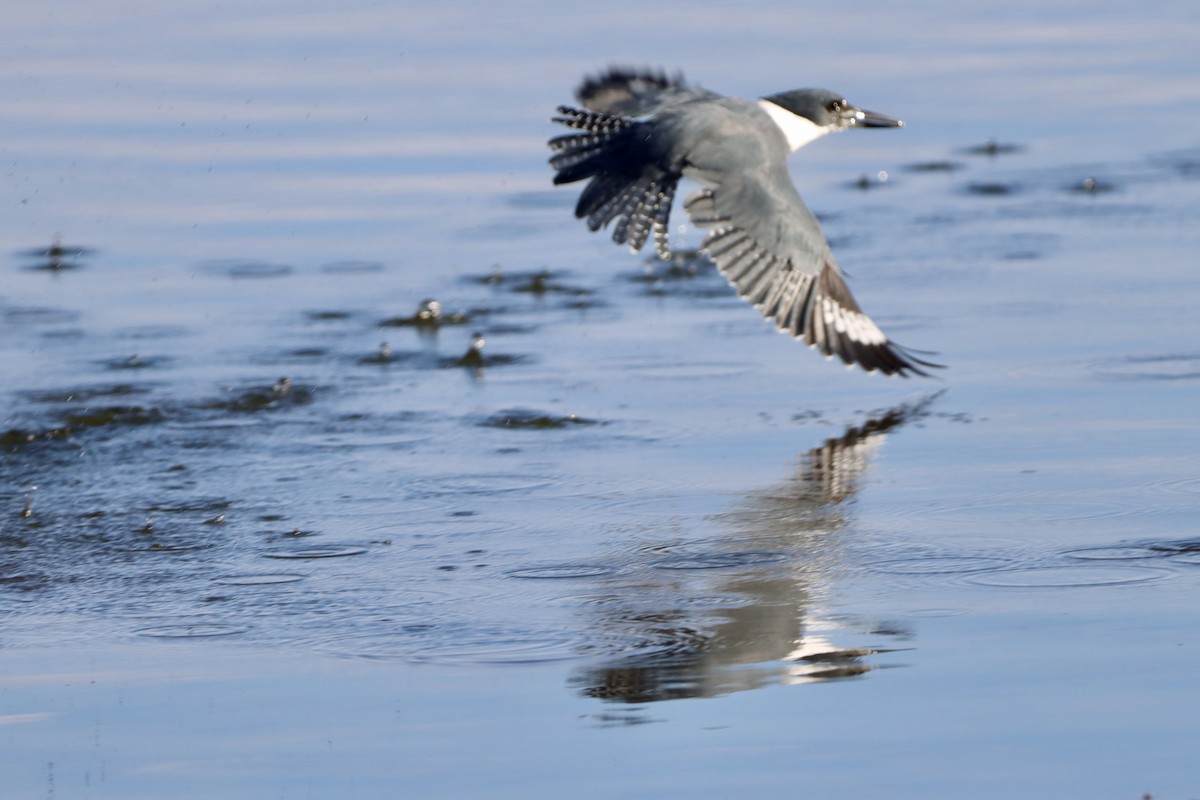 Belted Kingfisher - ML646541597