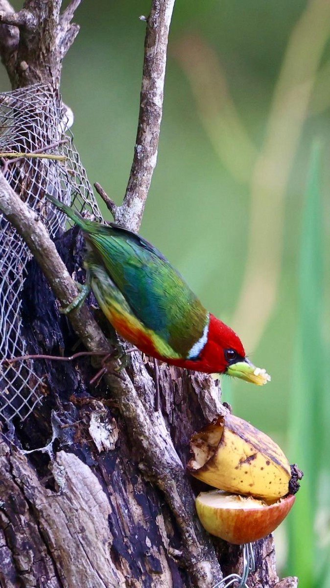 Red-headed Barbet - ML646541598