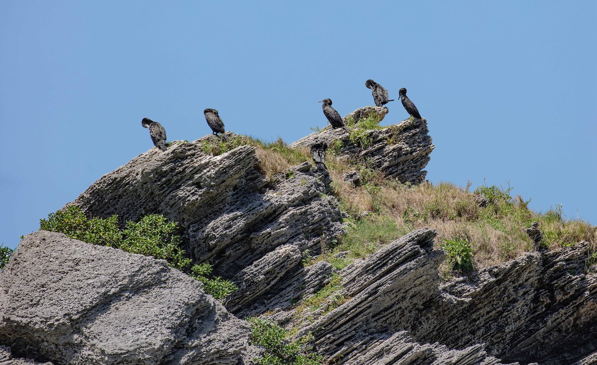 Little Black Cormorant - ML646541604