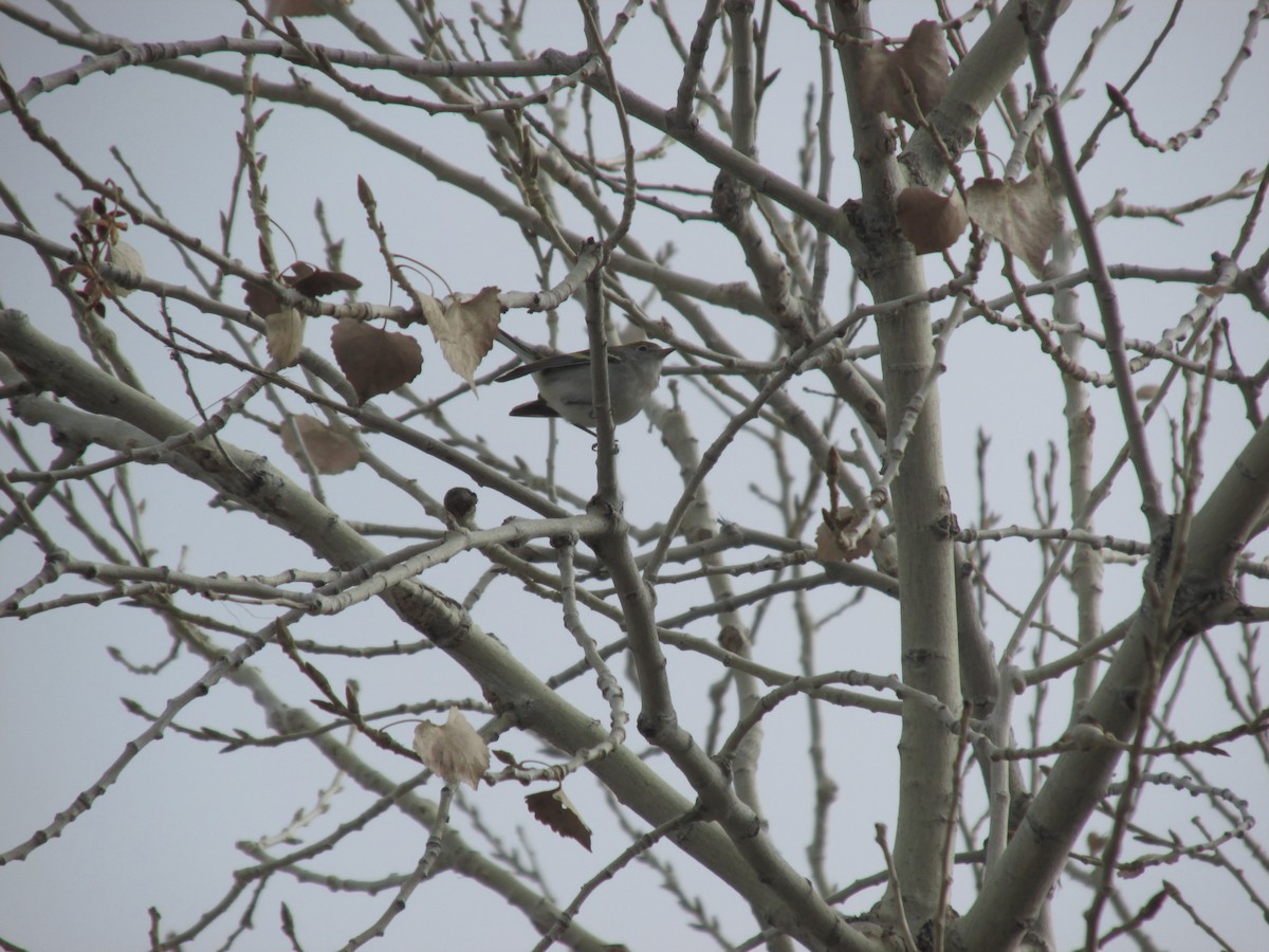 Chestnut-sided Warbler - ML646541605