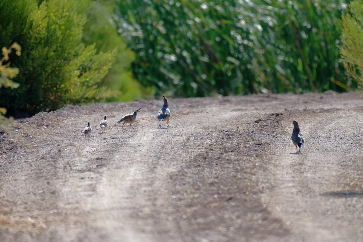Gambel's Quail - ML646541606