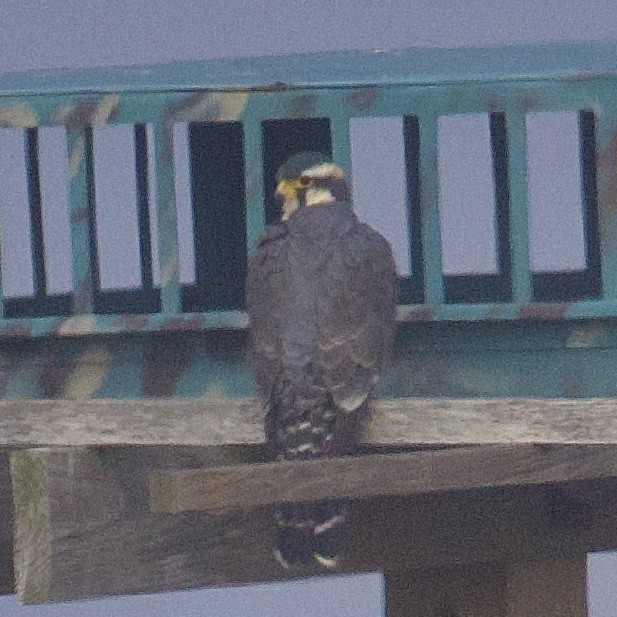 ostříž aplomado - ML646541608