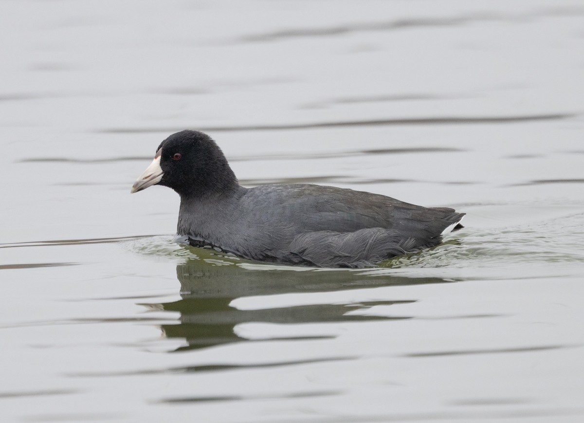 American Coot - ML646541610