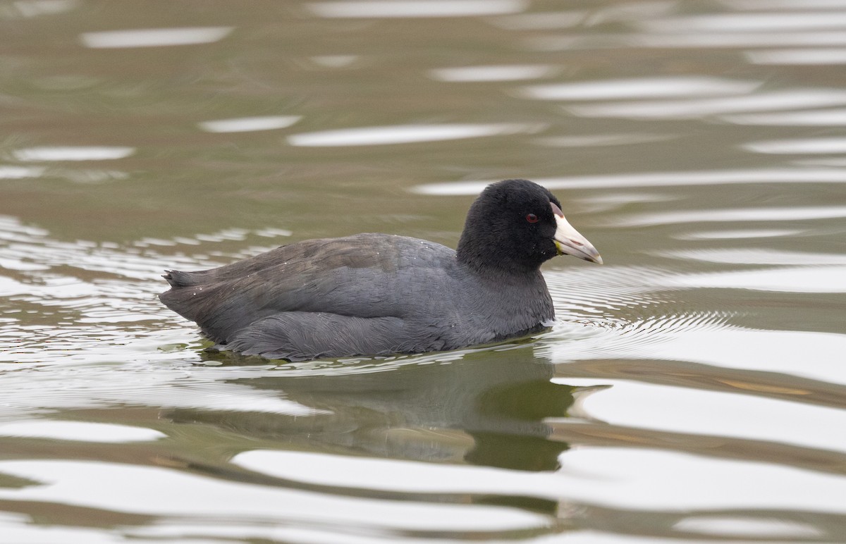 American Coot - ML646541611