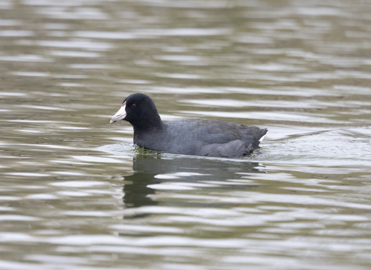 American Coot - ML646541612