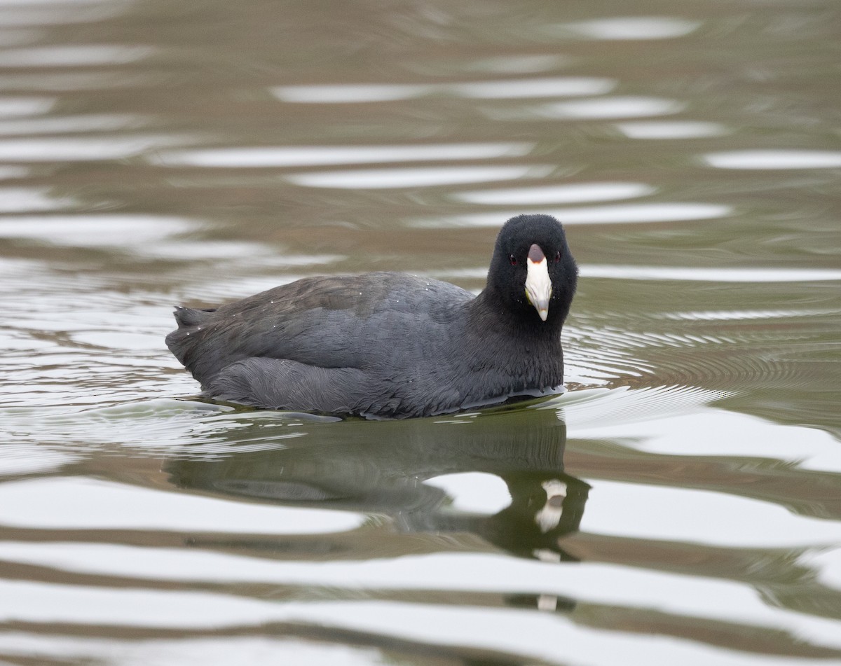 American Coot - ML646541613