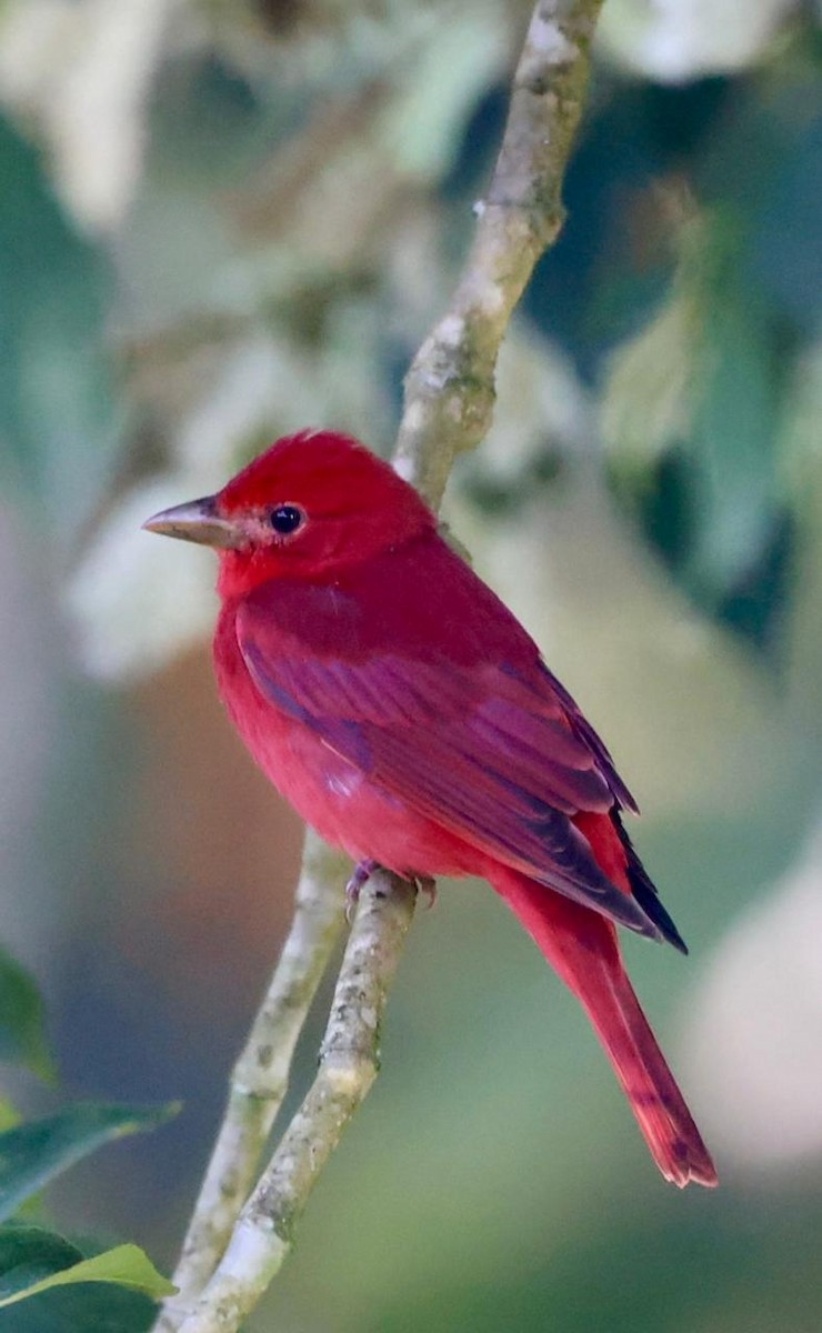 Summer Tanager - ML646541616