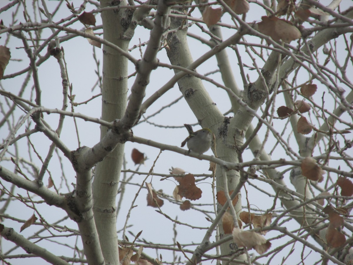 Chestnut-sided Warbler - ML646541617