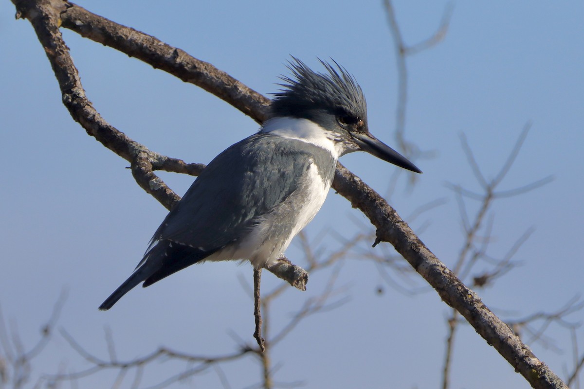 Belted Kingfisher - ML646541618