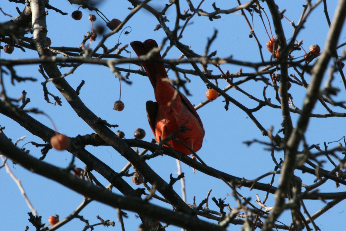 Kardinal arrunta - ML646541619