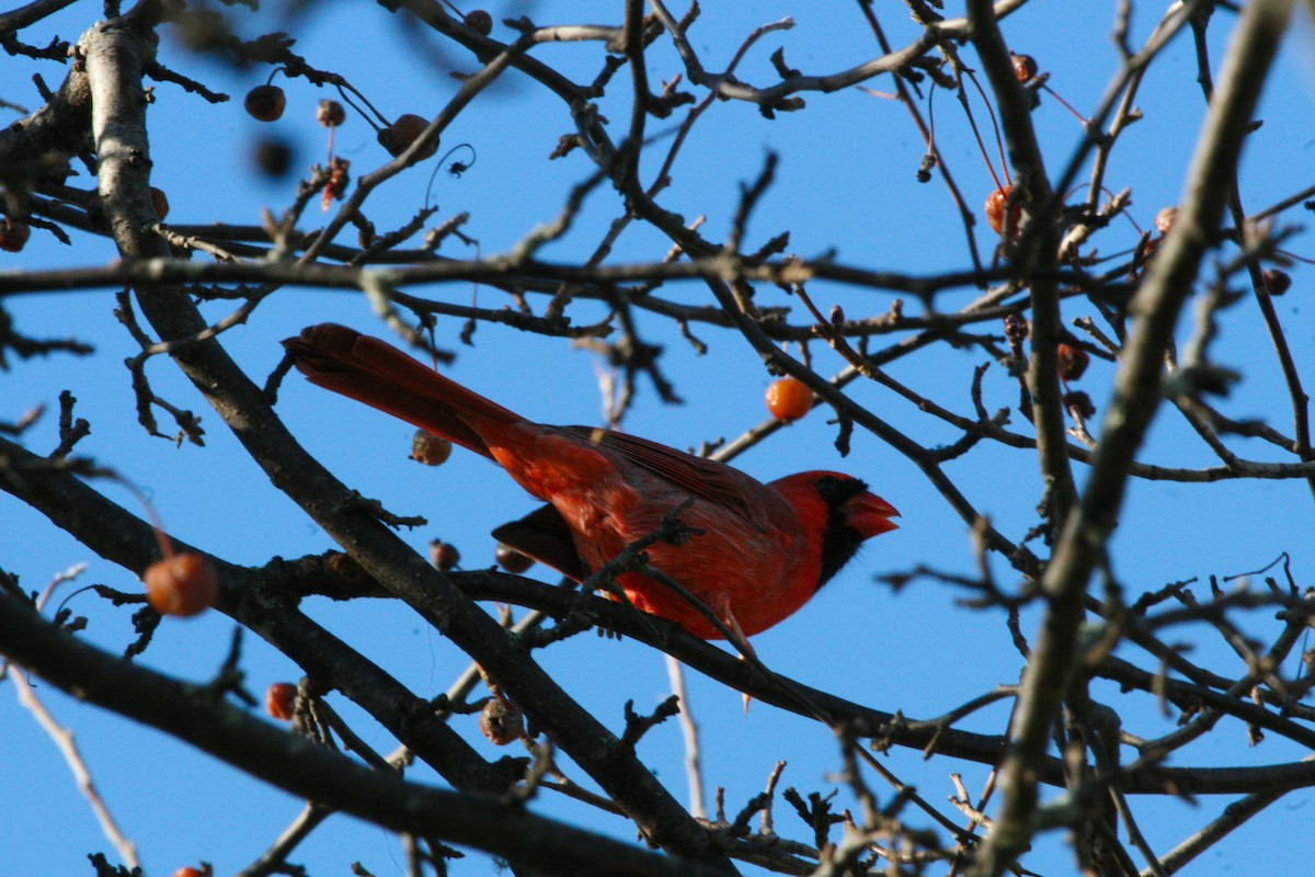 Kardinal arrunta - ML646541620