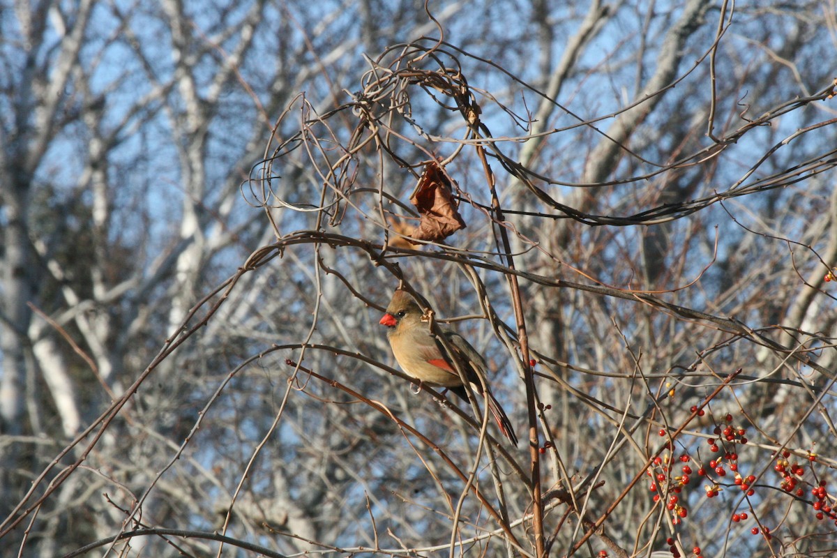 Kardinal arrunta - ML646541621