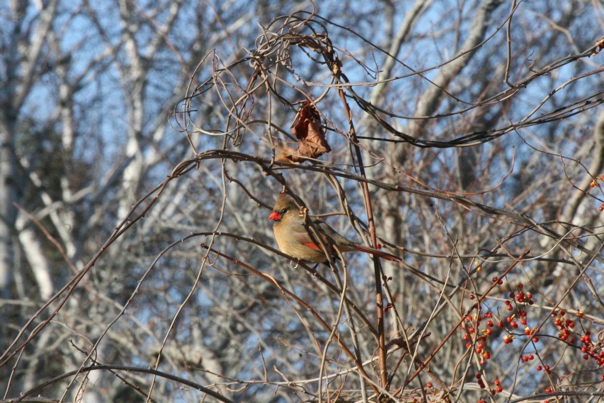 Kardinal arrunta - ML646541622