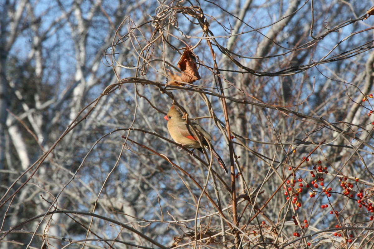 Kardinal arrunta - ML646541623