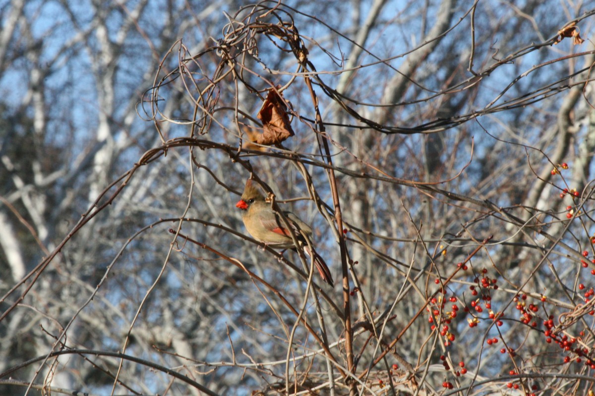 Kardinal arrunta - ML646541624