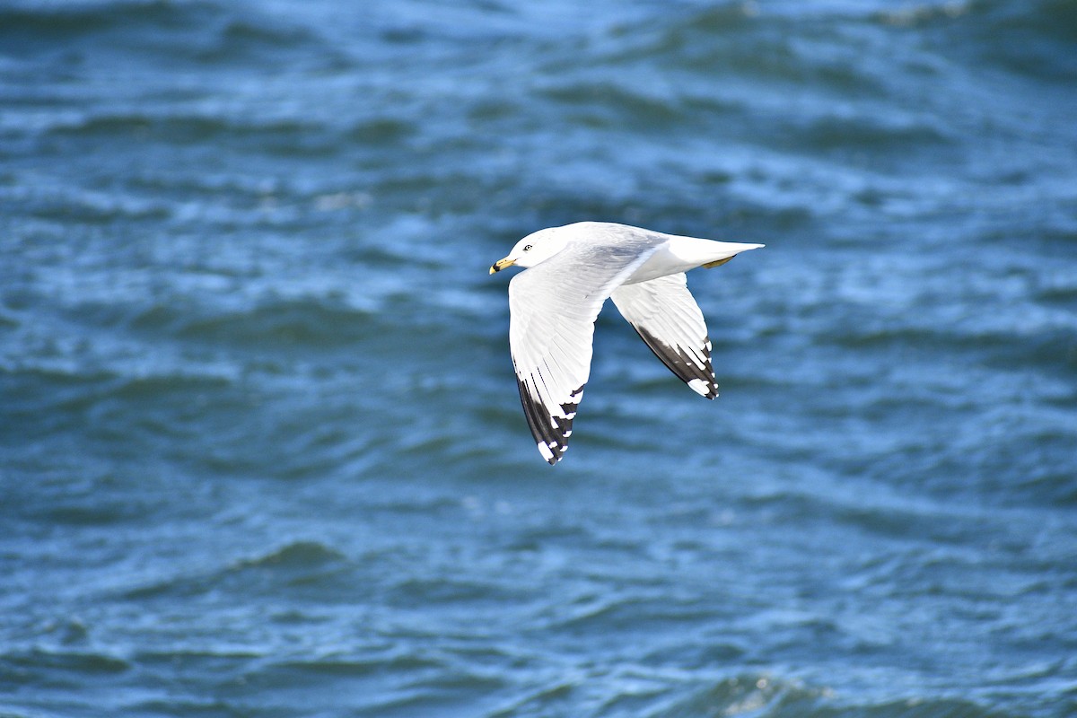 Ring-billed Gull - ML646541625
