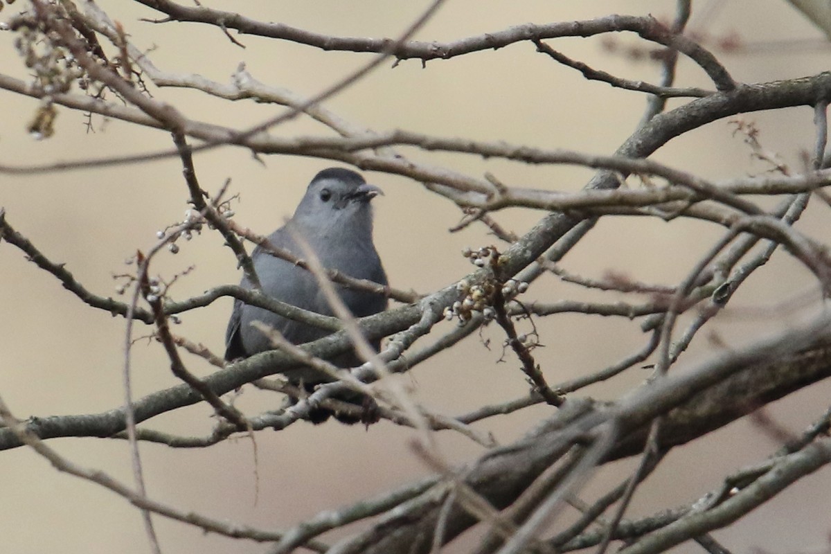 drozdec černohlavý - ML646541632