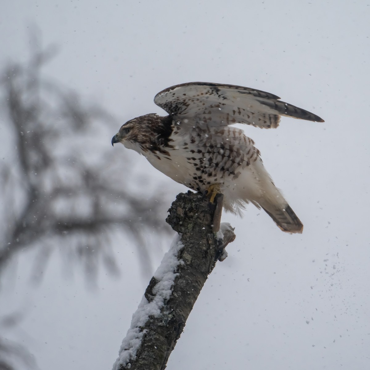 Red-tailed Hawk - ML646541633