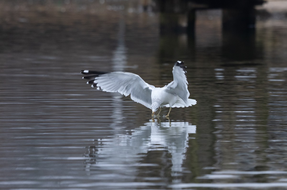 Ring-billed Gull - ML646541637