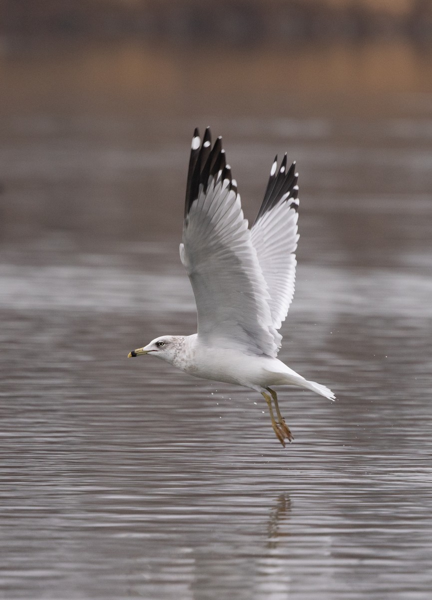 Ring-billed Gull - ML646541638