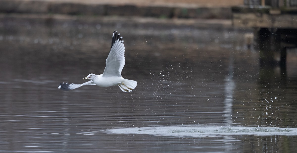 Ring-billed Gull - ML646541639