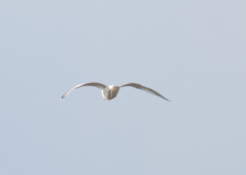 Мартин sp. - ML646541644