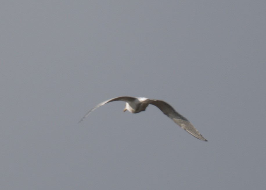 Мартин sp. - ML646541645