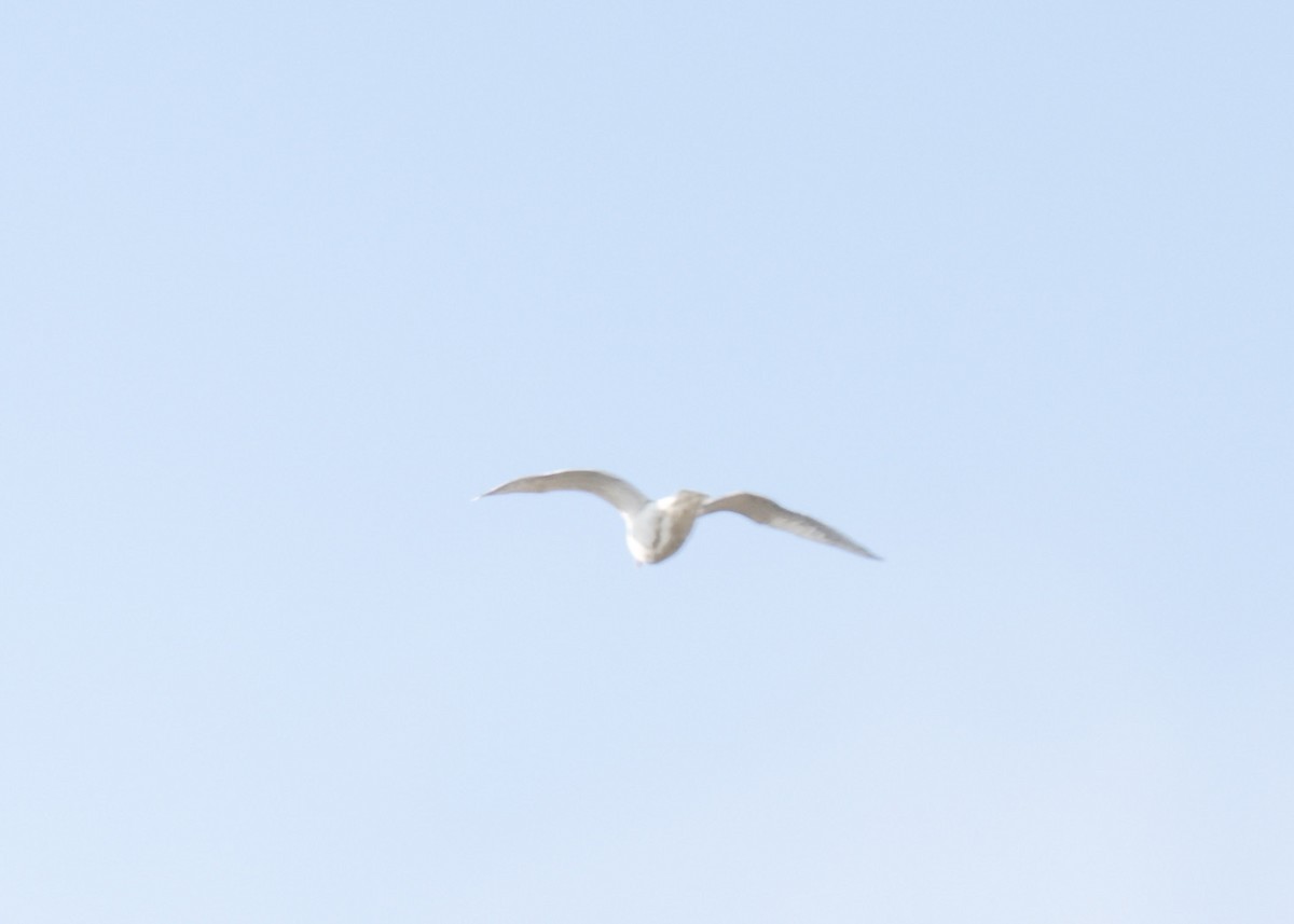 Мартин sp. - ML646541646