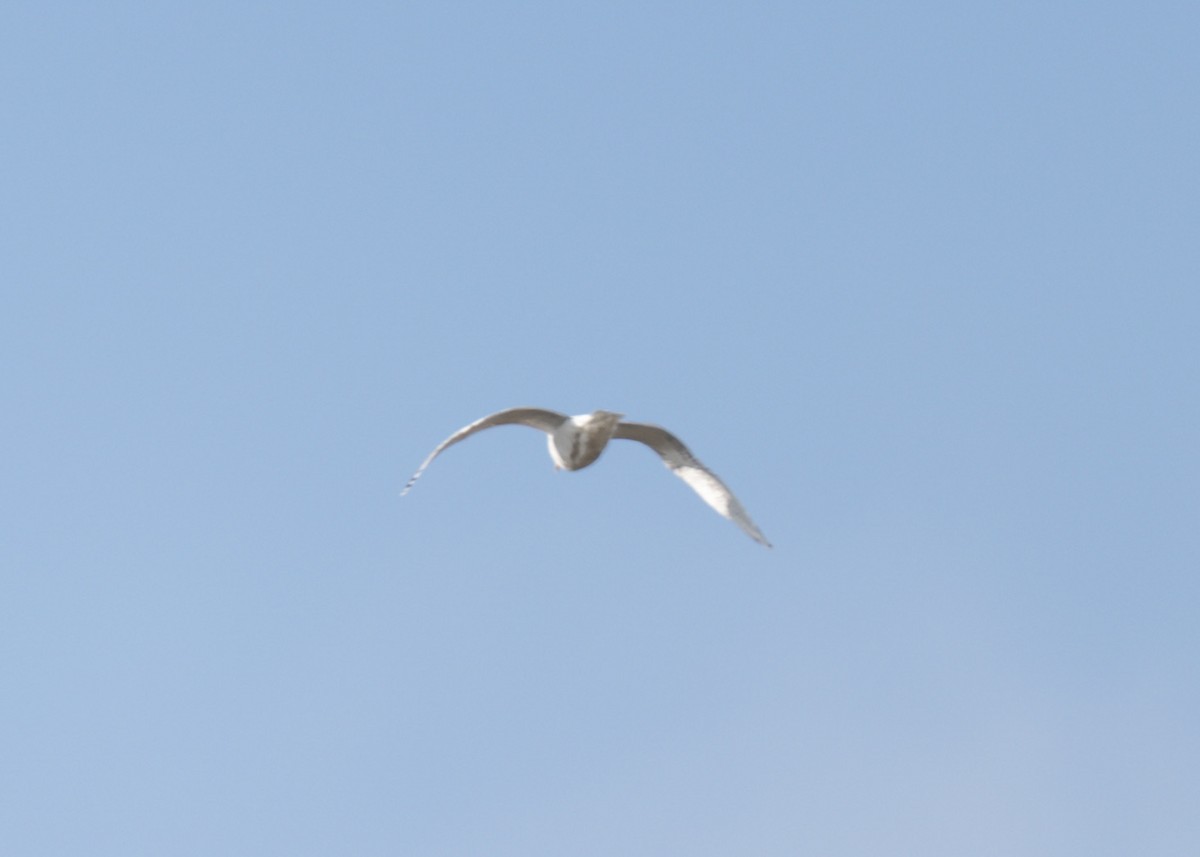 Мартин sp. - ML646541647