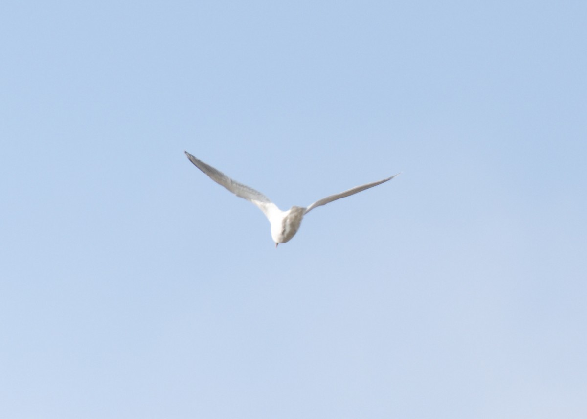 Мартин sp. - ML646541648