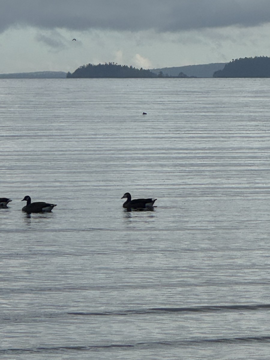 Гуска sp. (свійська) х казарка канадська - ML646541649