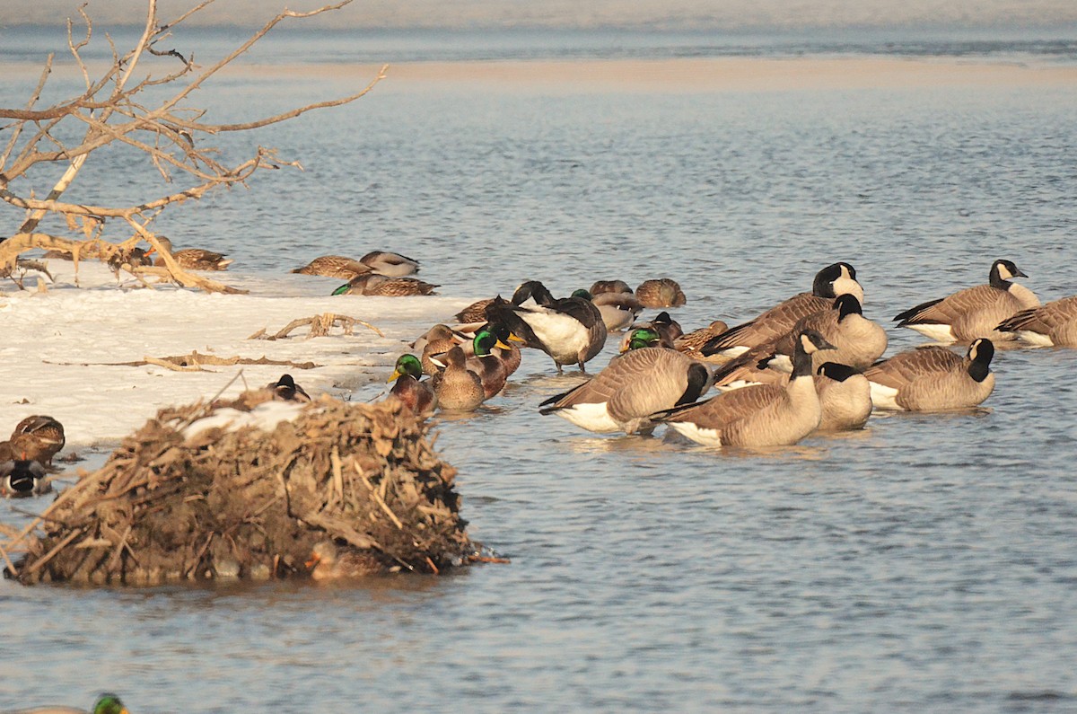 Canada Goose - ML646541653