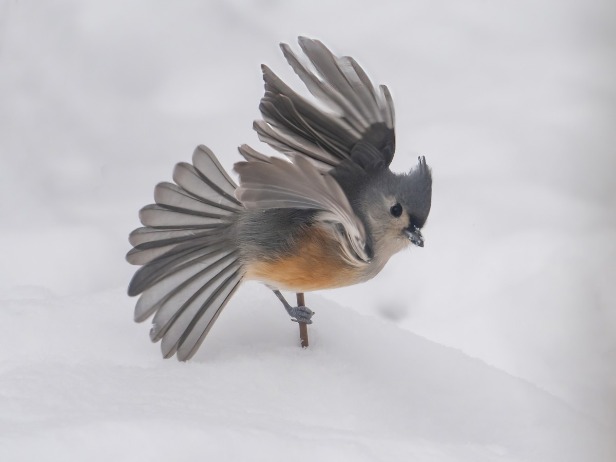 Tufted Titmouse - ML646541654