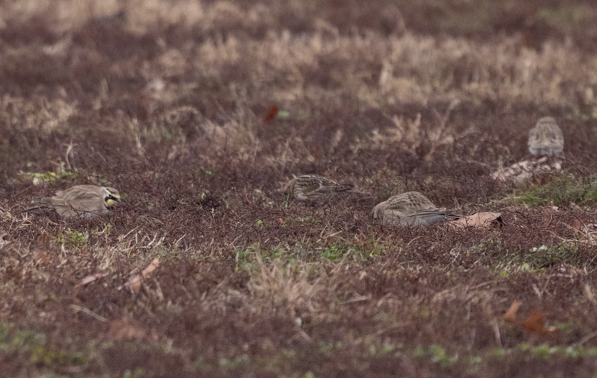 Horned Lark - ML646541665