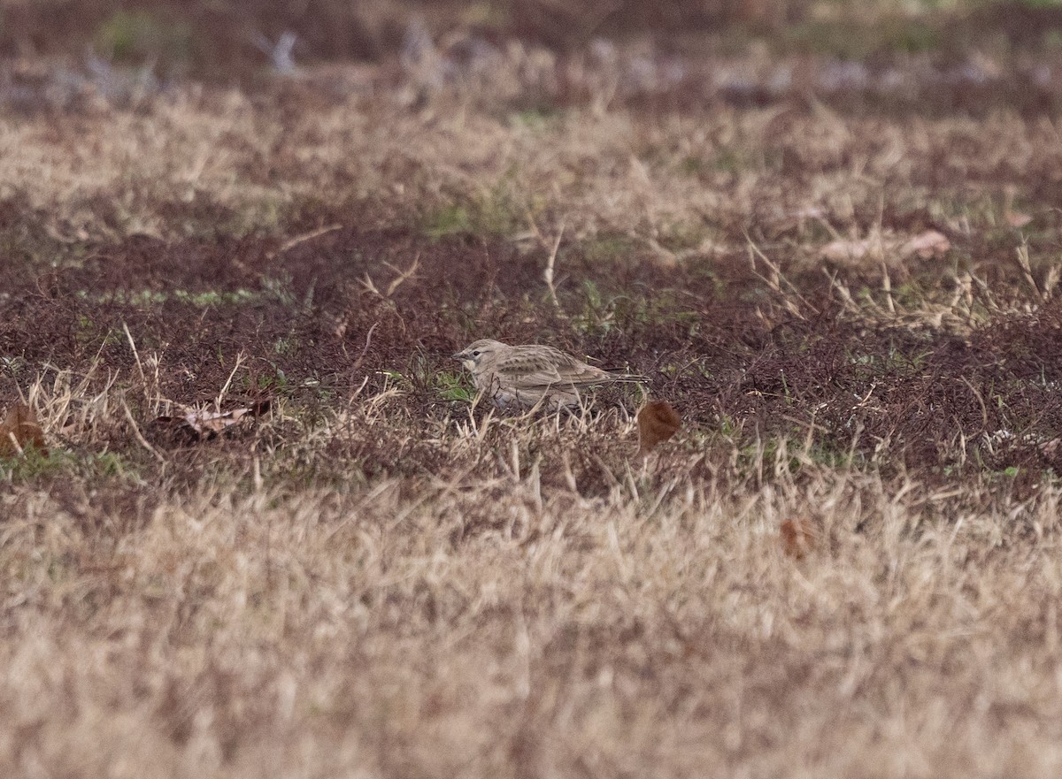 Horned Lark - ML646541666