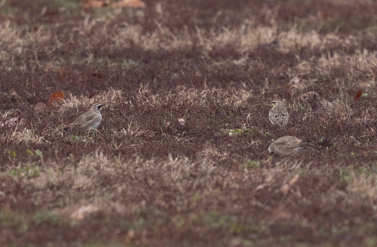 Horned Lark - ML646541667