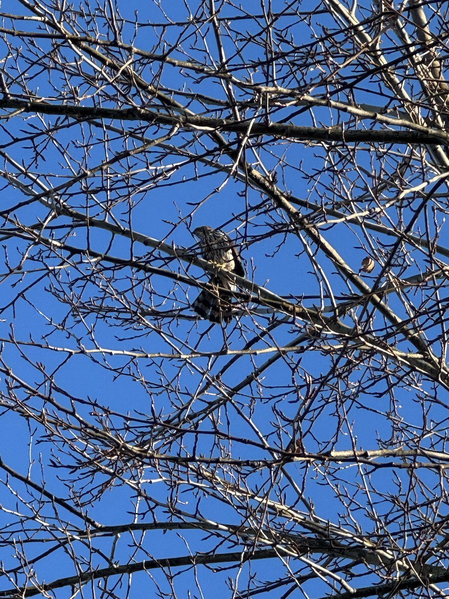 Яструб чорноголовий - ML646541668