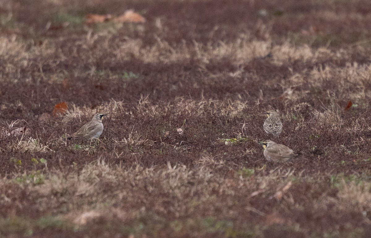 Horned Lark - ML646541671