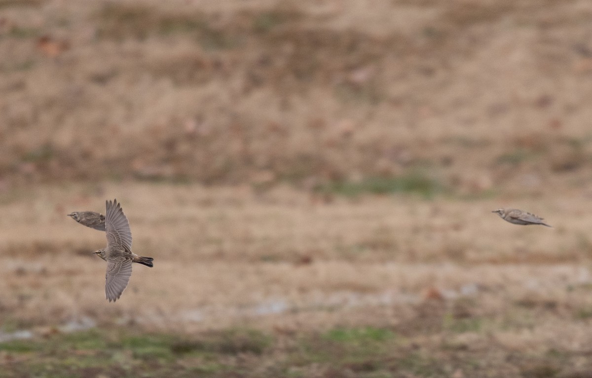 Horned Lark - ML646541672