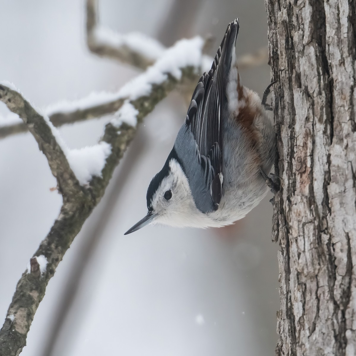 White-breasted Nuthatch - ML646541676
