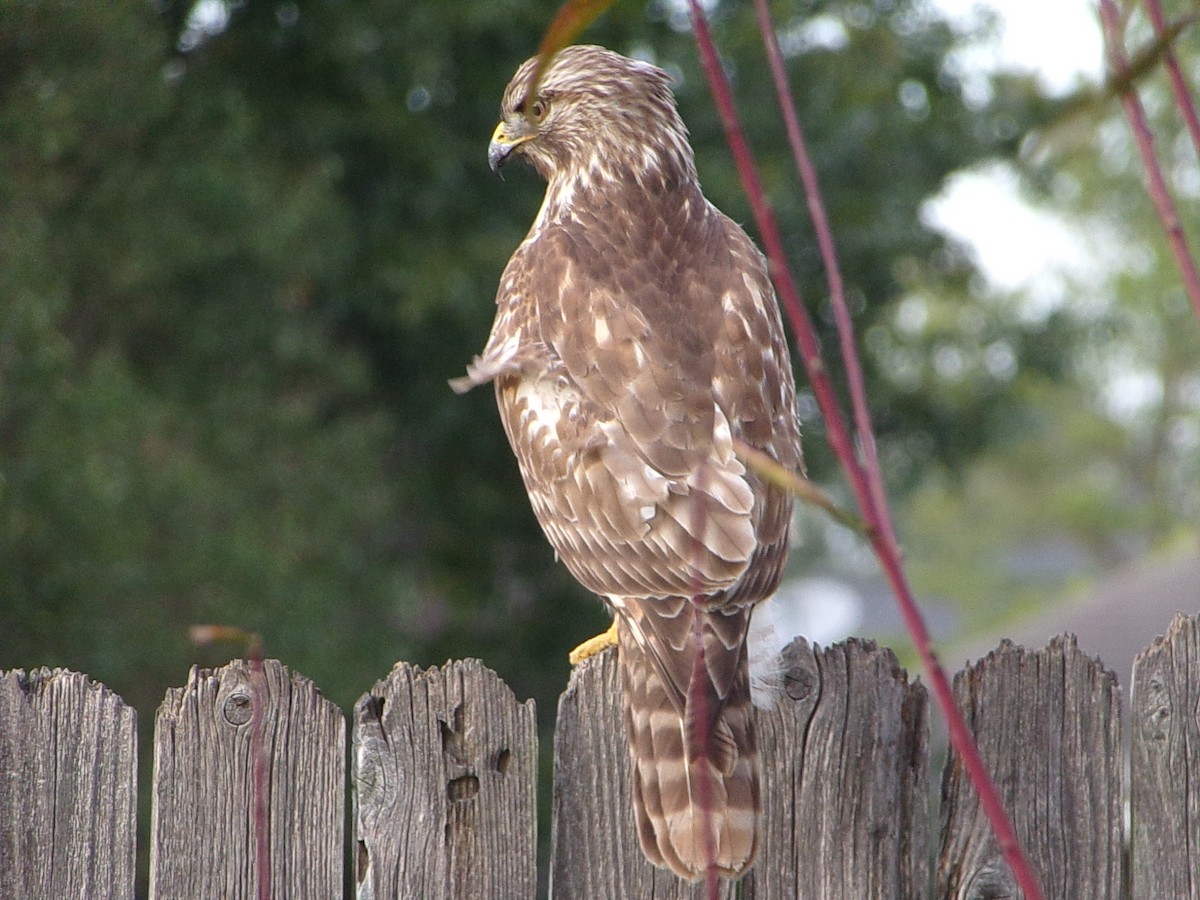 Kızıl Omuzlu Şahin - ML646541679