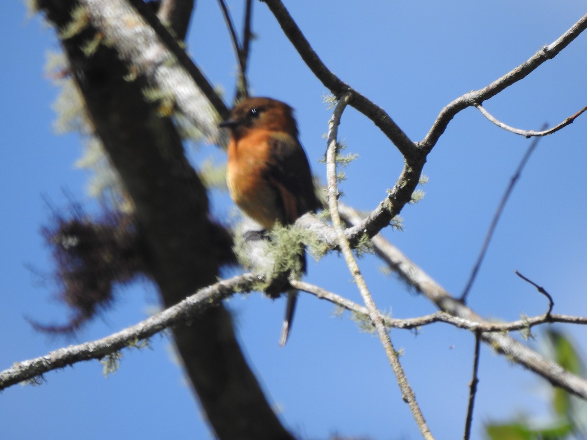 Cinnamon Flycatcher - ML646541680